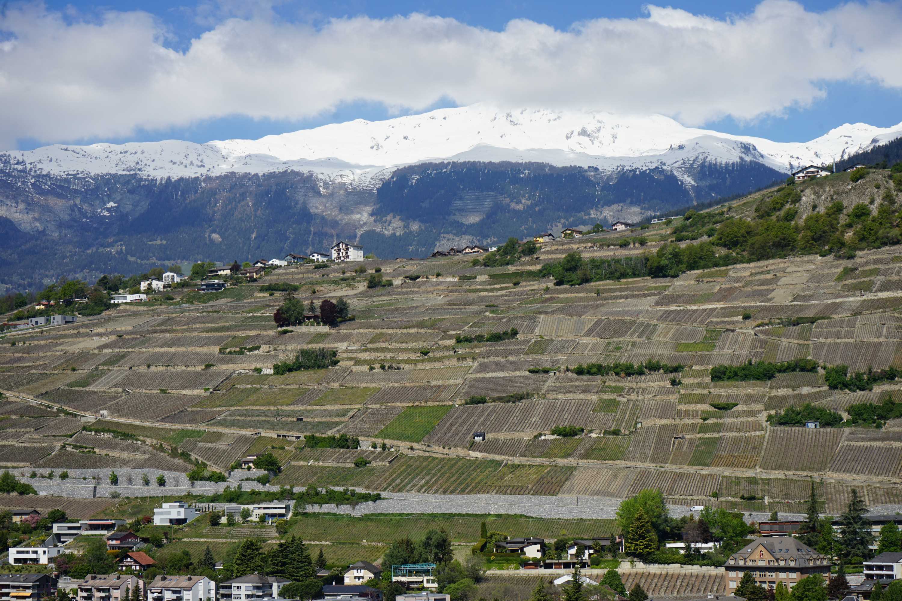 Vinmarker med Alperne i baggrunden